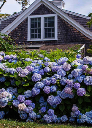 Хортензия (Hydrangea macrophylla) — садница с топковидни съцветия
