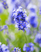 Лавандула (Lavandula angustifolia) — ароматен храст с лилави цветове