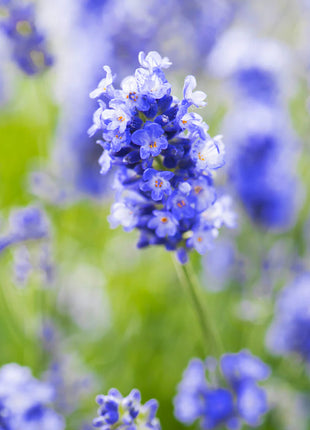 Лавандула (Lavandula angustifolia) — ароматен храст с лилави цветове