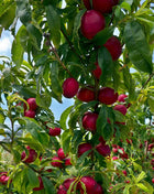 Садница нектарина Flavortop (Prunus persica) — сочни плодове