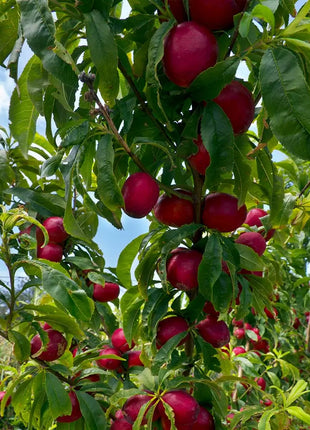Садница нектарина Flavortop (Prunus persica) — сочни плодове