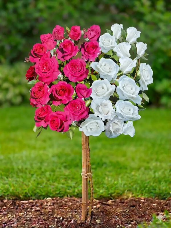Trandafir pe tulpină bicolor roz-alb