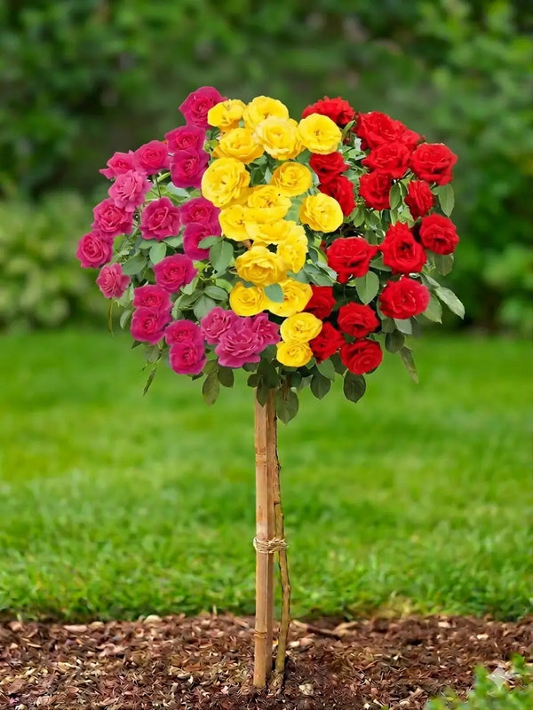 Trandafir pe tulpină tricolor roz-galben-roșu