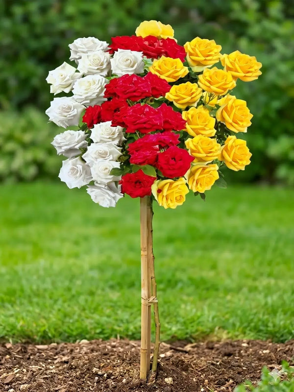 Trandafir pe tulpină tricolor alb-roșu-galben