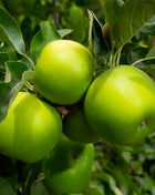 Садница ябълка Грени Смит (Malus domestica Granny Smith) — зелени плодове