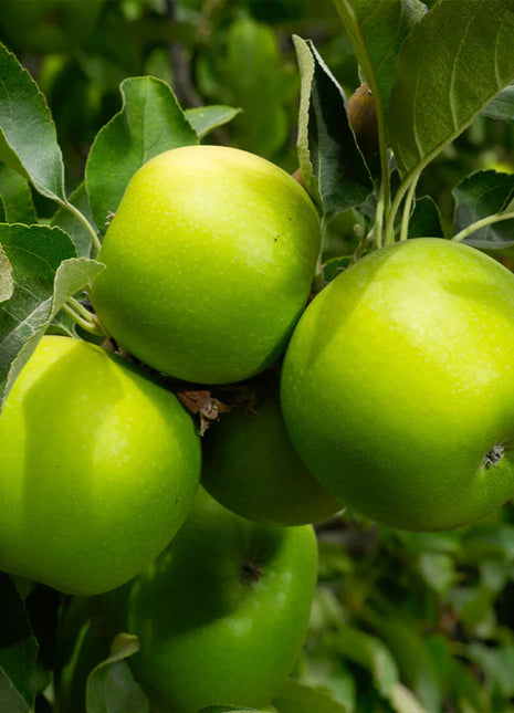 Садница ябълка Грени Смит (Malus domestica Granny Smith) — зелени плодове