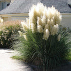 Пампаска трева (Cortaderia selloana) — декоративно растение с метлици