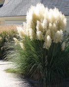 Пампаска трева (Cortaderia selloana) — декоративно растение с метлици
