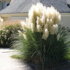 Пампаска трева (Cortaderia selloana) — декоративно растение с метлици