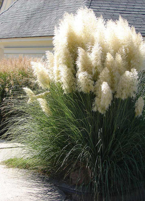 Пампаска трева (Cortaderia selloana) — декоративно растение с метлици