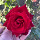 Мини щамбова роза Ingrid Bergman