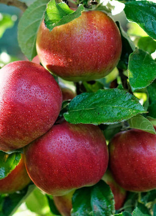 Ябълка Айдаред — садница за градина, готова за засаждане