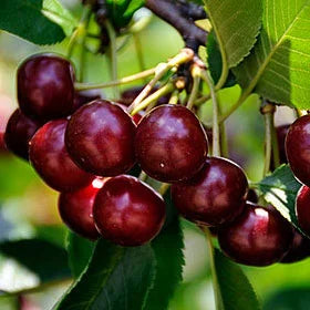 Вишна Keleris 14 — садница за градина, готова за засаждане