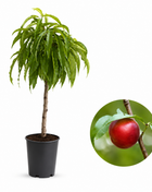 Джудже нектарина — овощна фиданка за градина, разсадник Alvera Plant
