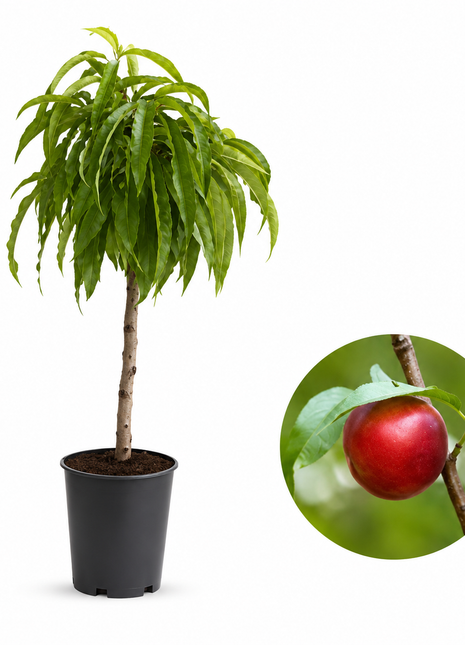 Джудже нектарина — овощна фиданка за градина, разсадник Alvera Plant