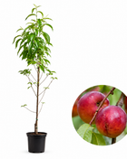 Праскова Фантазия — овощна фиданка за градина, разсадник Alvera Plant