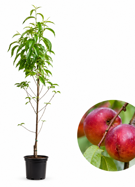 Праскова Фантазия — овощна фиданка за градина, разсадник Alvera Plant