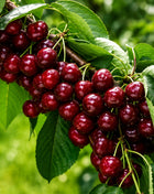 Вишна Облачинска — овощна фиданка за градина, разсадник Alvera Plant