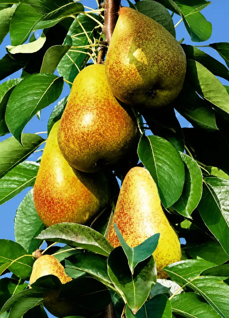 Мини круша Есента — овощна фиданка за градина, разсадник Alvera Plant