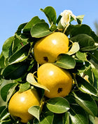 Мини круша Жълта — овощна фиданка за градина, разсадник Alvera Plant