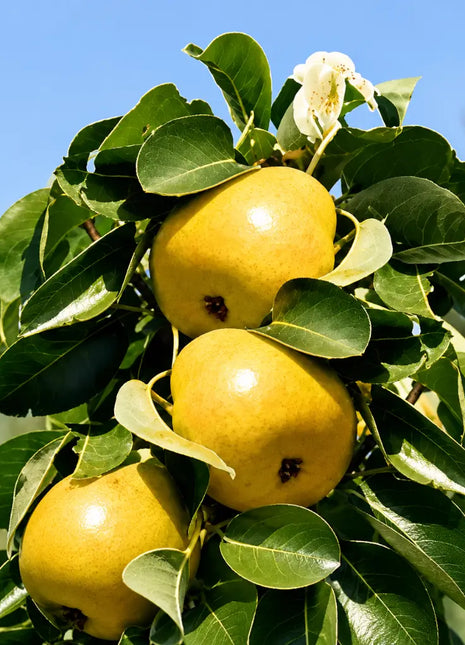 Мини круша Жълта — овощна фиданка за градина, разсадник Alvera Plant