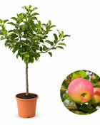 Мини ябълка Croquella — овощна фиданка за градина, разсадник Alvera Plant
