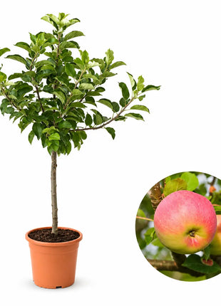 Мини ябълка Croquella — овощна фиданка за градина, разсадник Alvera Plant